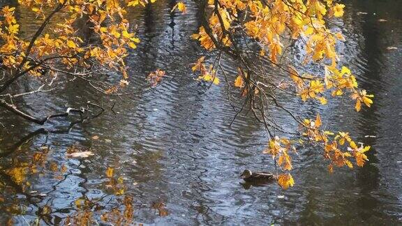 秋天公园池塘上方的树枝五彩缤纷