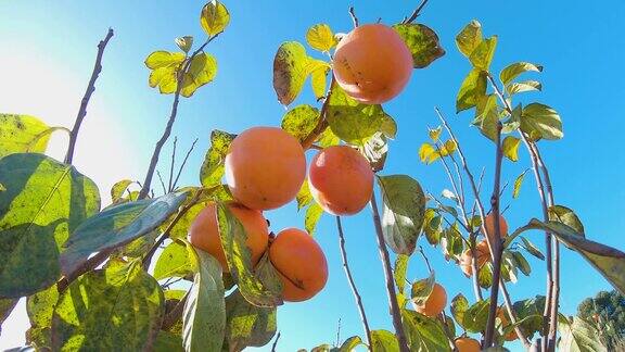 黄色和橙色的果树在夕阳的照射下成熟新鲜的有机柿子果实生长在花园里的树枝上
