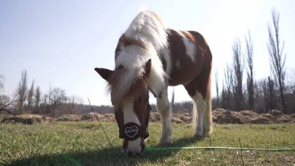 在动物救助中心小马驹正在草地上吃草