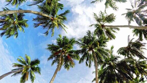 棕榈树和蓝天