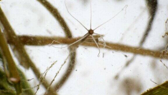 在显微镜下栖息在池塘和水族箱中的水螅