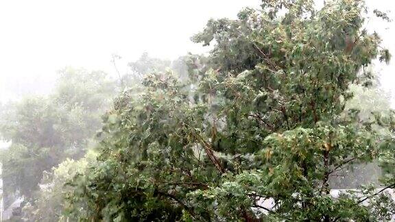 树木在强风和暴雨中吹拂