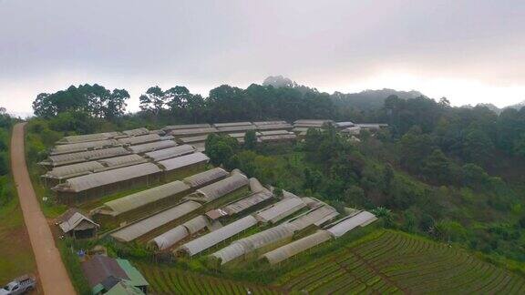 以稻田为农业概念的花园植物工业农场屋顶的鸟瞰图水培天然食品作物自然景观背景