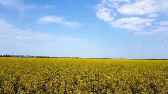 盛开的黄色油菜籽田蔚蓝无云的天空