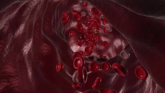 红血球流过静脉