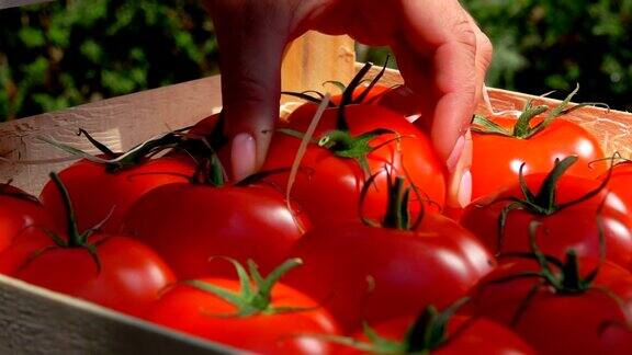 一个女人的手把成熟多汁的红色番茄放在一个木盒子里的特写