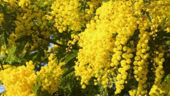 盛开的黄色含羞草(金合欢)的美丽树枝在3月8日的国际妇女节含羞草枝叶被赠送给女性