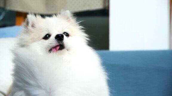 可爱的白色博美犬幸福、放松、玩耍的风从沙发客厅的风扇上吹来