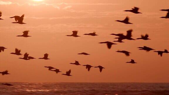 日落时海面上的鸟儿在慢镜头中飞翔