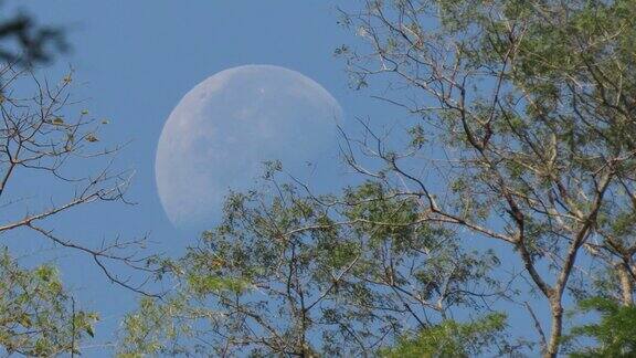 月亏凸月与树枝