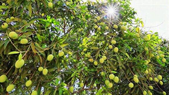 热带花园里树上的绿芒果