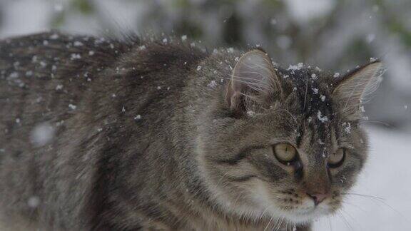 近距离观察:可爱的棕色虎斑猫在暴风雪中探索白雪覆盖的后院