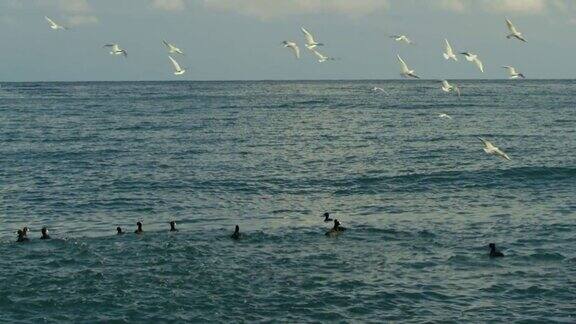 一群鸟在海边漂浮和飞翔