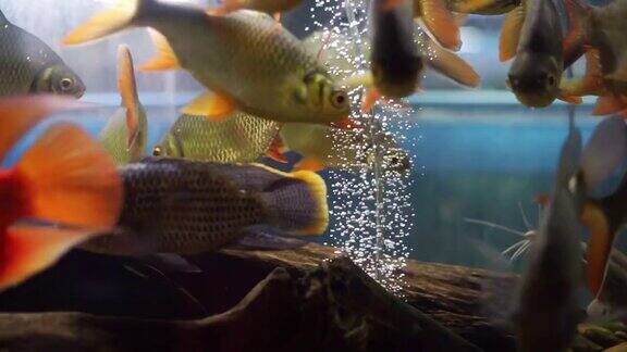 鲤鱼鱼在水宠物店