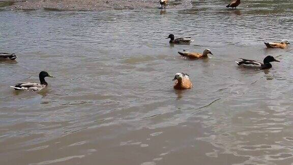 鸭子在池塘里游泳城市公园里的鸭子和公鸭