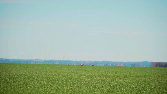 远处麦田里的一群狍子野山羊野山羊母鹿在草地上觅食四处张望