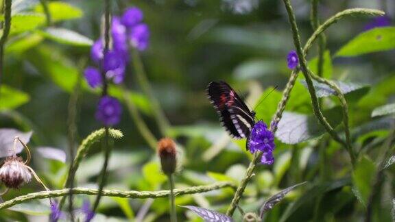 蝴蝶在花上慢悠悠地飞舞