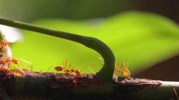 在自然界绿色背景的树枝上的火蚁