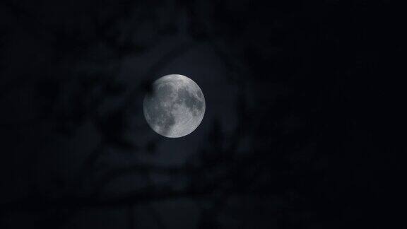 凉爽的蓝色满月透过树