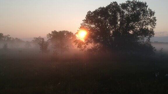 无人机穿过树林和晨雾飞向太阳