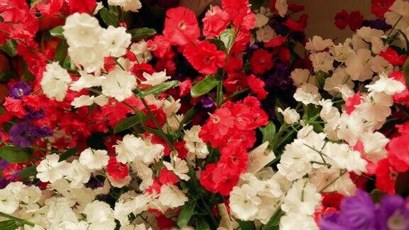 美丽的红白草甸花朵特写五颜六色的花蕾一大束鲜花