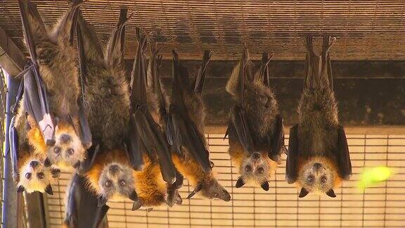 一群倒挂的蝙蝠