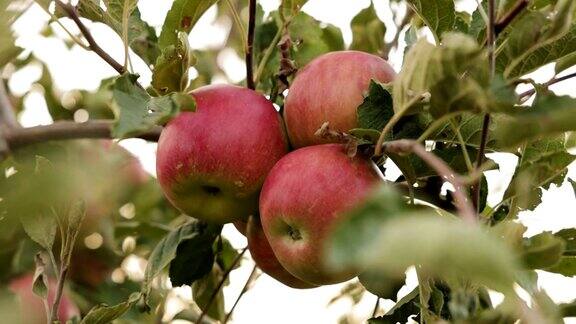 有机苹果是一种表面有破损的苹果因为它没有经过杀虫剂处理