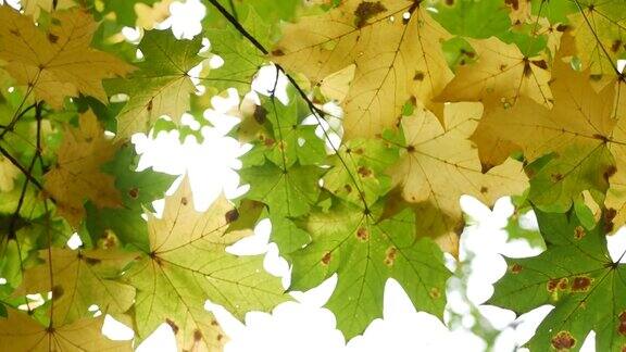 秋天枫叶树枝黄森林或树林中的金色秋叶