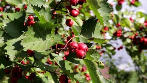 成熟的红色山楂浆果在绿色灌木的树枝上秋天的时间绿色的群一种有用的药用园林植物高清视频画面特写镜头丰收的季节健康的草药晴天多风的天气