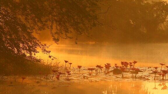 日出时分的池塘景色