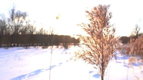 枯黄的植物在冬天的雪天日落浪漫