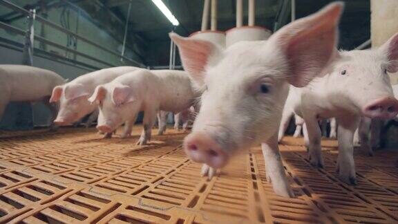 农场院子里的小猪嗅着摄像机养猪场猪圈里的猪