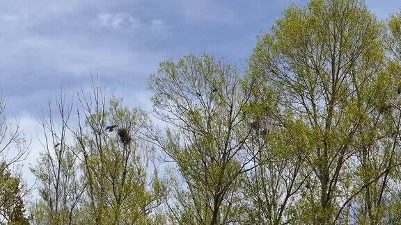 乌鸦在白杨树上筑巢