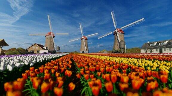荷兰村庄里古老的风车和五颜六色的郁金香