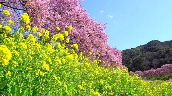 下嘉摩河边盛开的川崎樱花树和油菜花