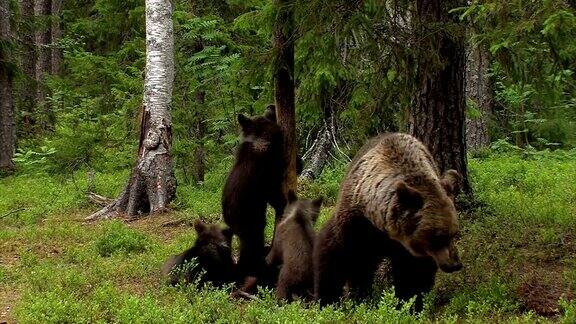 EuropäischerBraunbär-Ursusarctosarctos-欧亚棕熊