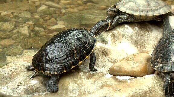 海龟在岩石上晒太阳