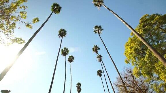 棕榈树驾驶Pov在洛杉矶加利福尼亚