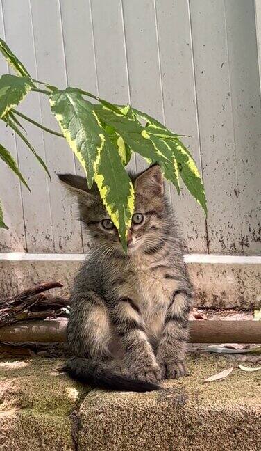 小猫流浪猫躲在树叶后面
