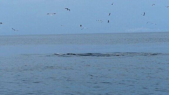 SLOMO白鲸吃小鱼