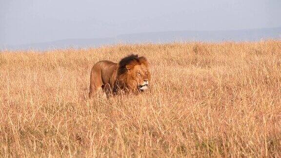 在马赛马拉一只雄狮在干草中接近的慢动作剪辑-240p