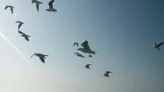 天空中有一群海鸥