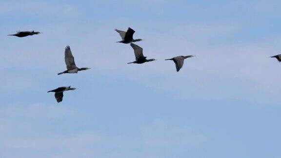 以不完全的队形飞行的鹅群缓慢的运动鸟儿大雁列队飞翔蓝天为背景成群迁徙的大鸟跟随领导人
