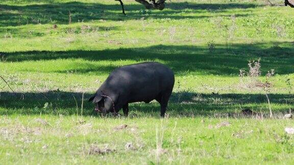 伊比利亚猪在哈乌戈草原上奔跑韦尔瓦秋阿拉塞纳山脉
