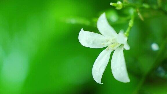 白色的花在雨的气氛中