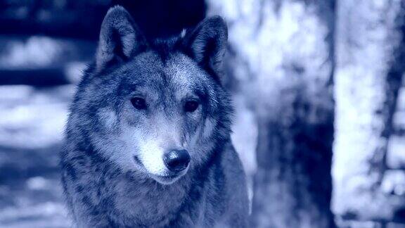 月光下的狼