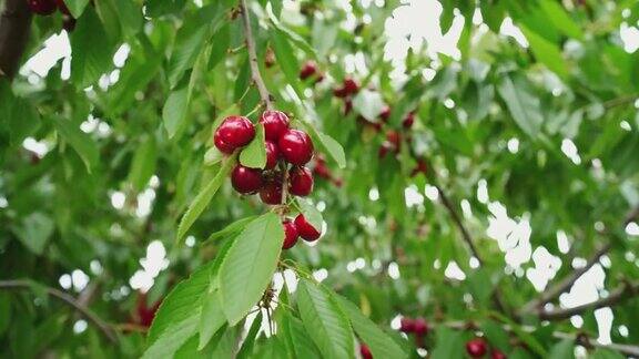 摘樱桃的女人从树上摘樱桃早餐吃成熟的水果季节性的维生素