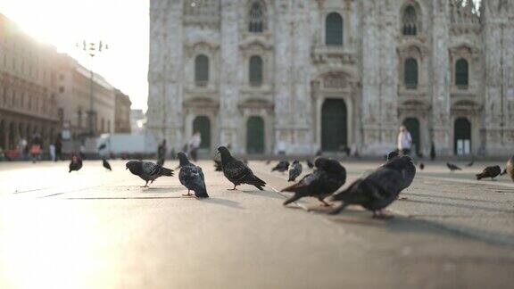 米兰城市广场上的鸽子
