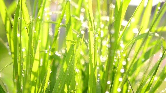 水稻发芽