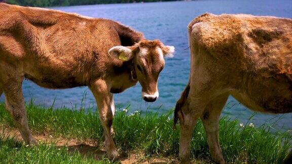 瑞士阿尔卑斯山夏季草地上的一群棕色牛